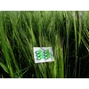 Picture 2/3 -GRASS EARRING